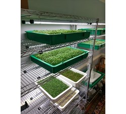 This is an assortment of microgreens happily growing in their trays.